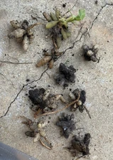 Peruvian Lily Parrot flower Astromelia Psittacina hummingbird 1 tuber