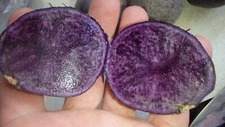 ORGANIC All Blue 5 Potato tubers, Purple Potato Solanum tuberosum Unique garden 