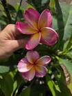 (Rare) JJ Mona Lisa Plumeria Cutting (UNROOTED) — photo 3