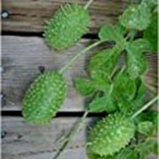 West Indian Gherkin Cucumbers Seeds (((25 Seed Packet))) (More Heirloom, Organic