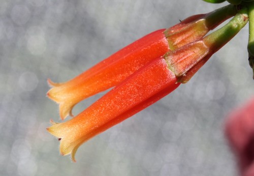 Macleania insignis BICOLOR neotropical Ericaceae epiphyte caudiciform RARE - Picture 2 of 8