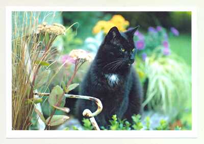 1 AK Postkarte Katze ''Stiller Beobachter'' - Harenberg z