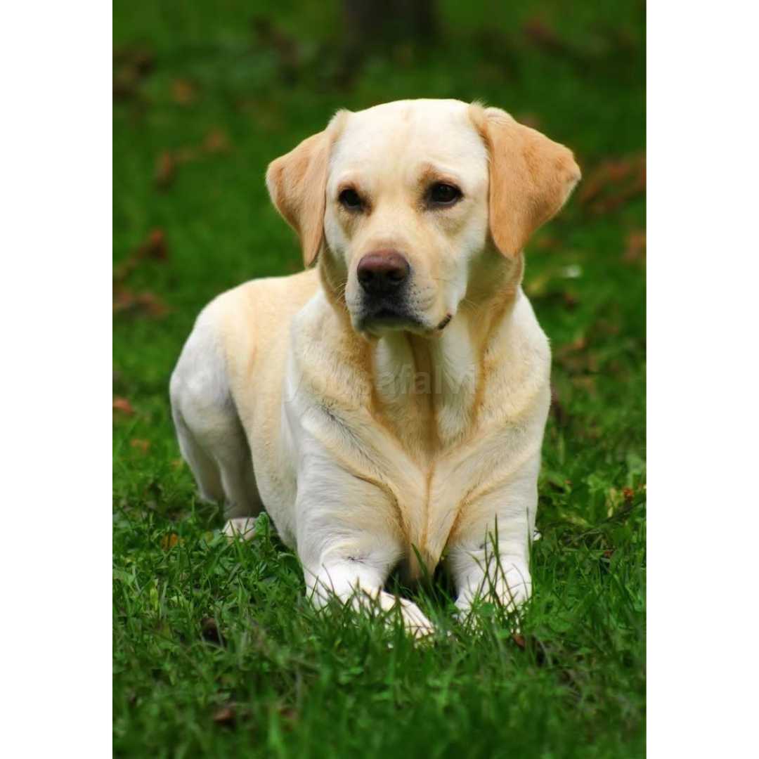 Skinner's Field and Trial 15kg Maintenance Dog Food eBay