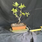 Eight-Year-Old Blue Oak Bonsai Seed Grown