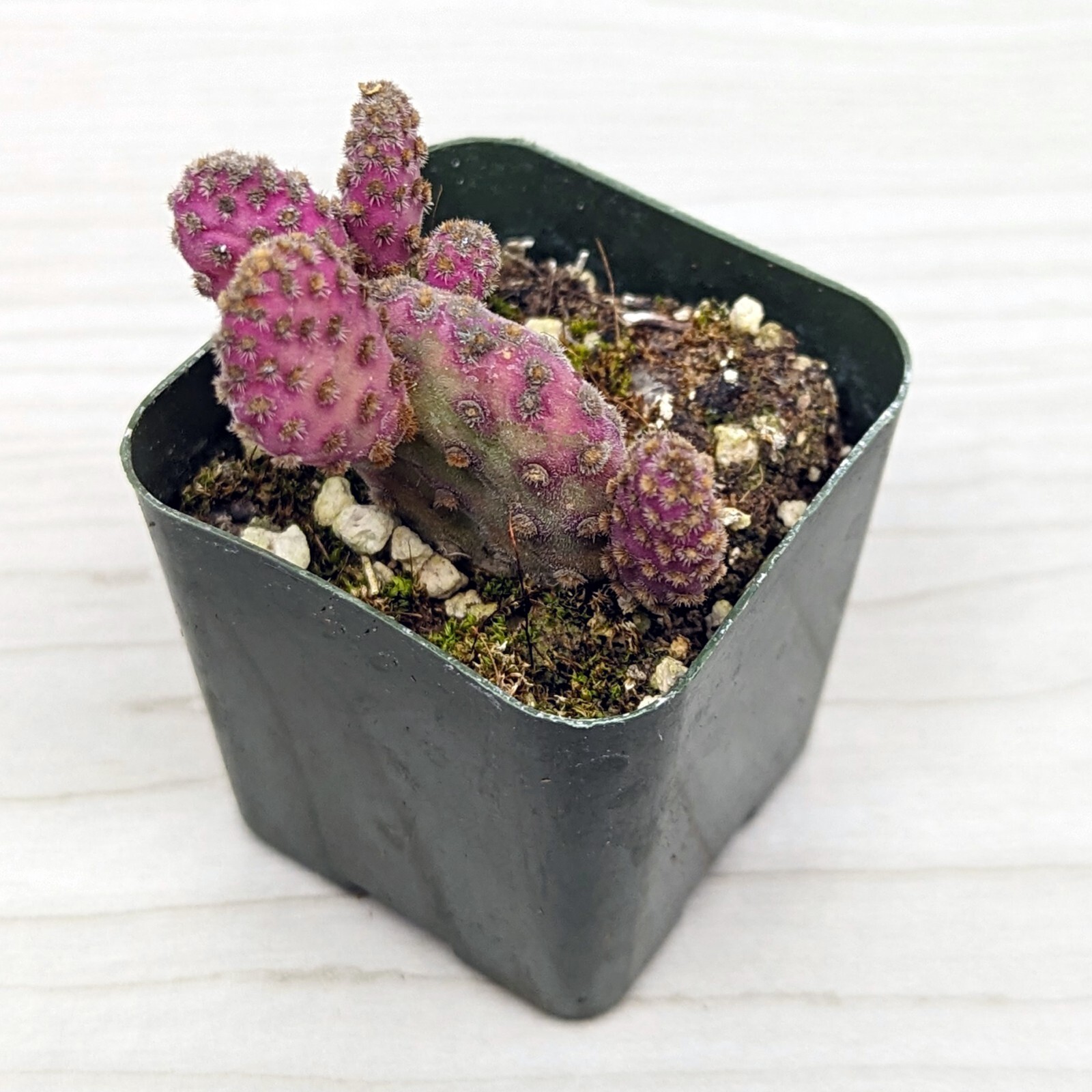Cactus Plant - Opuntia Rufida : Mini Cinnamon Cactus - In 2" Pot