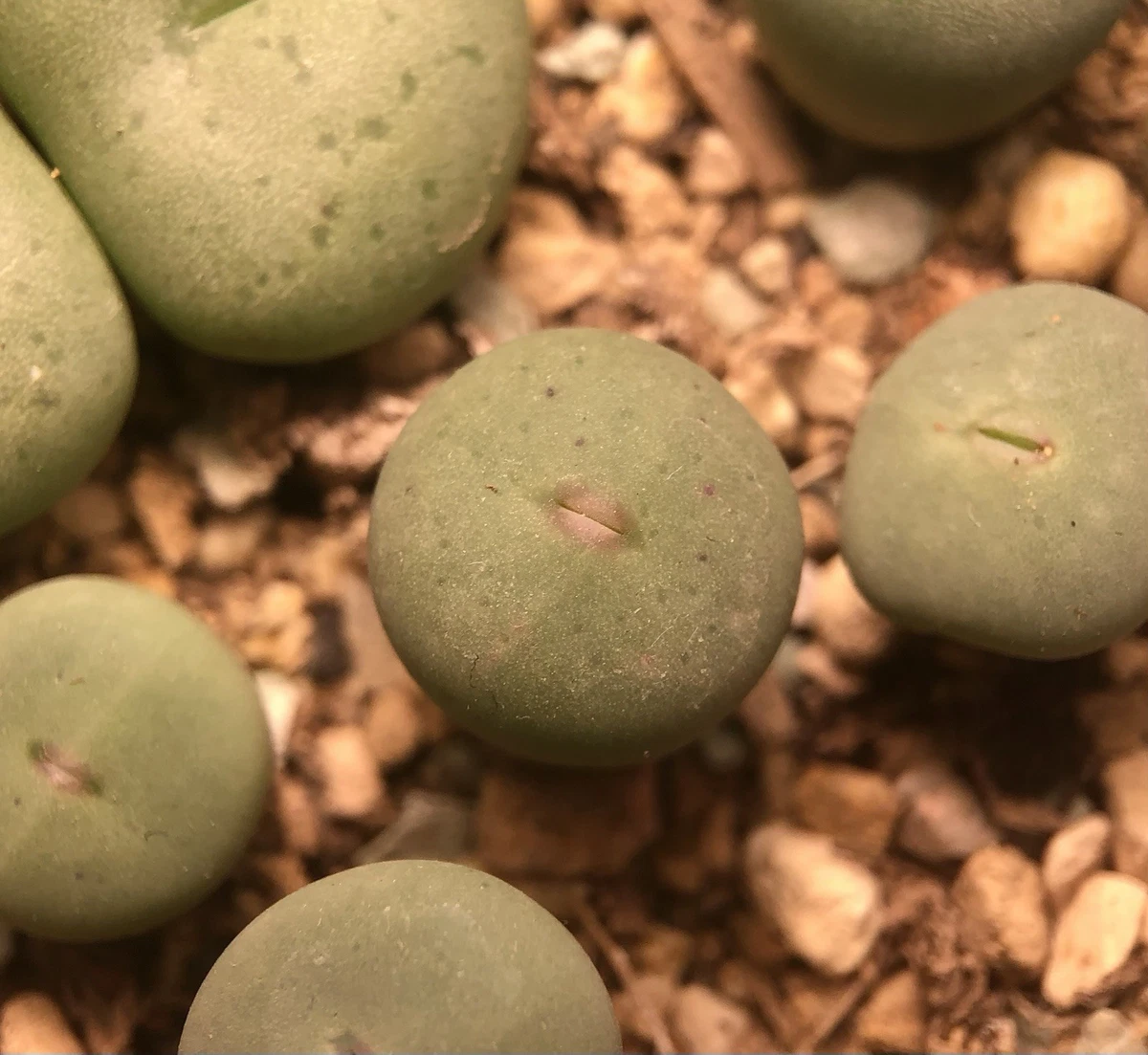 Conophytum Pageae, Live plants- (1 Plant, Seeding- Small Size) | eBay