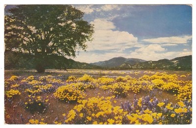 Vintage Iconic CA Poppy Field Berkeley Travel Postcard Mike Roberts Famous