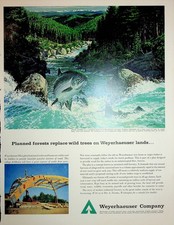 Original Vintage Print Ad: Spring Salmon run a cascading steam on a Weyerhaeuser