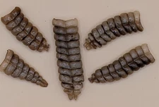 Group of 5 Mixed Sizes Very Nice Western Diamondback Rattlesnake Rattle #12-144