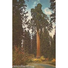 California Tree in General Grant Grove,Kings Canyon National Park-California