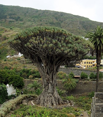 Dracaena Draco - DRAGON'S BLOOD TREE - 10 x Fresh Tropical Seeds | eBay.de