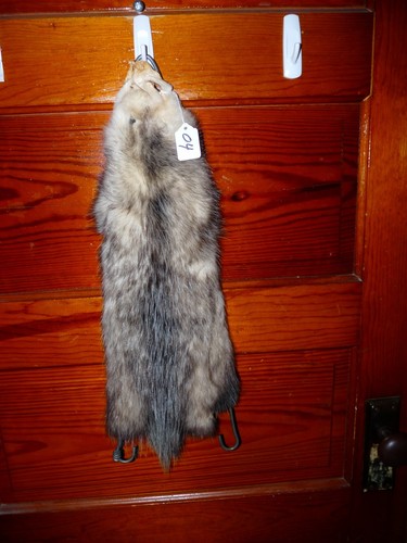 BEAUTIFUL tanned OPOSSUM fur pelt skin taxidermy O4 mancave cabin COLLAR POSSUM