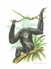 Siamang naczelne gibony - obraz z nadrukiem artystycznym - 25,5 x 17,5 cm