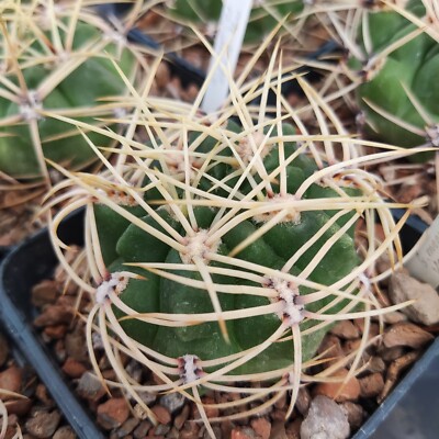 20 FRESH SEEDS Gymnocalycium monvillei  VoS 10-760  Argentina : Cordoba |  eBay