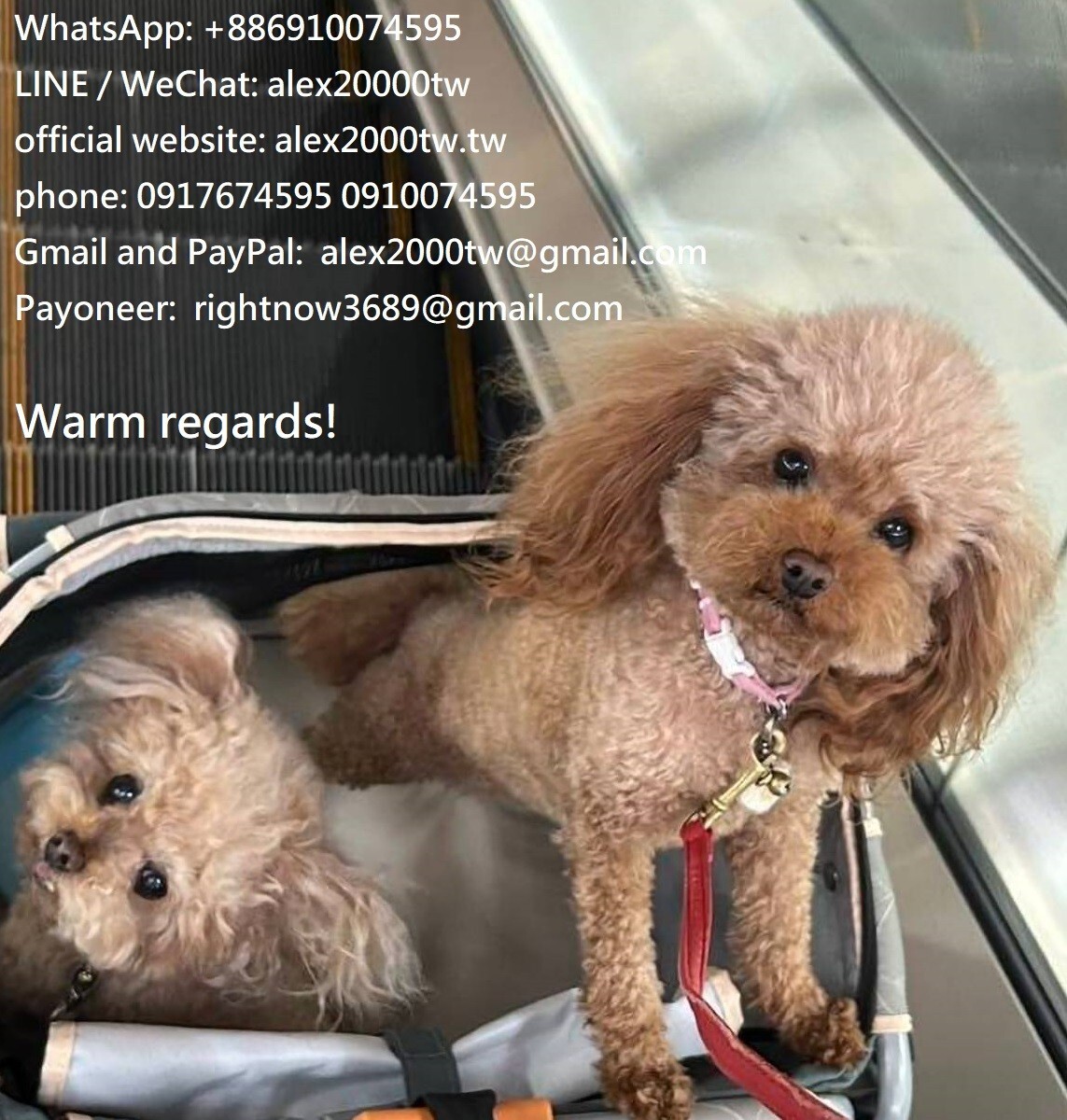 WT DTX 125 titanium square optical frames eyeglas… - image 24