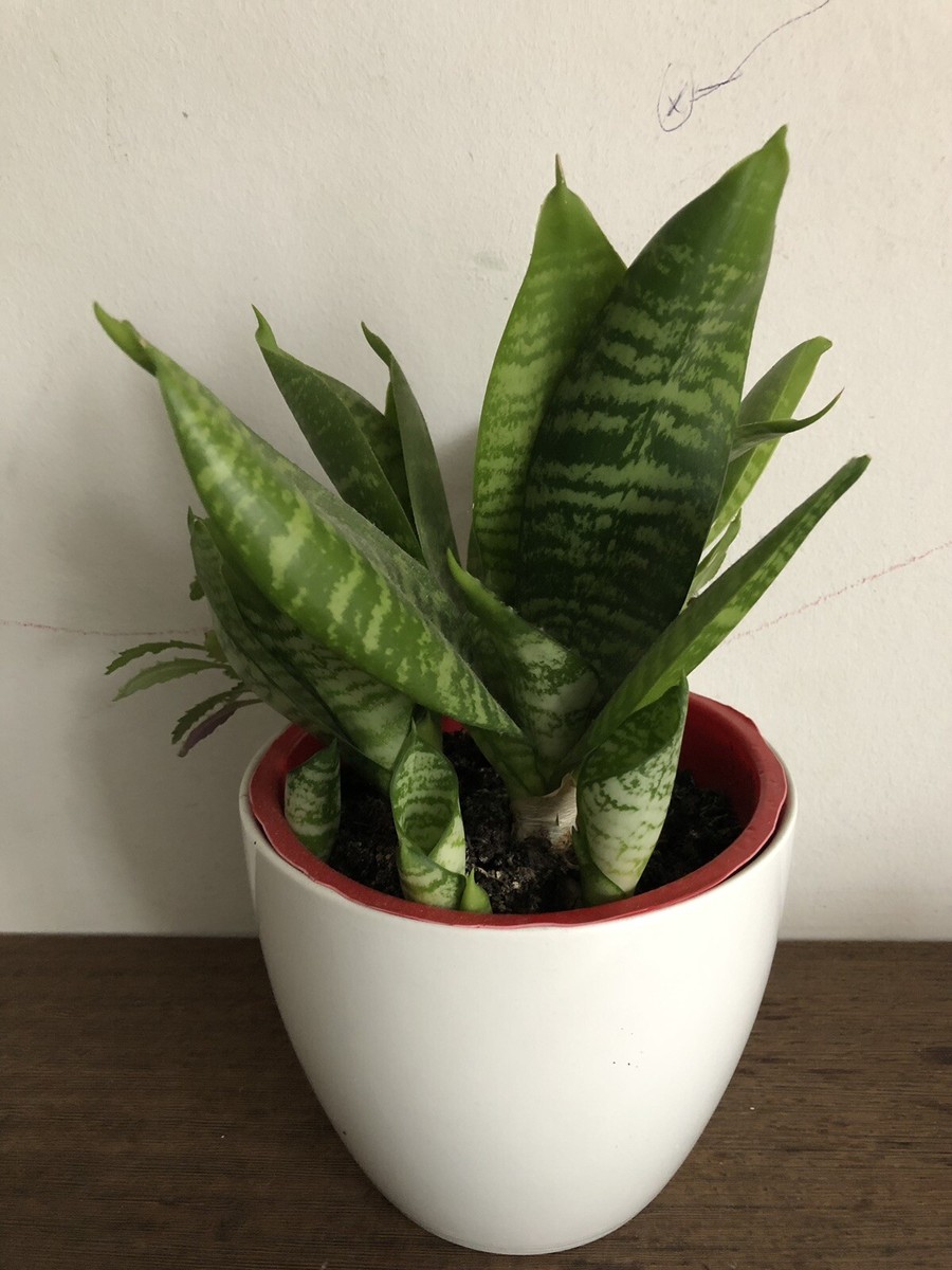 Sansevieria trifasciata Hahnii - Birds Nest Snake Plant BABY Plant | eBay