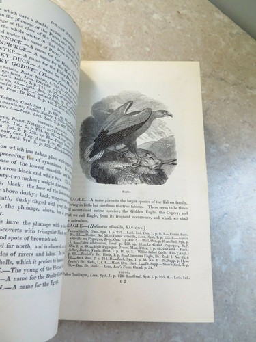 1831 ORNITHOLOGICAL DICTIONARY - BRITISH BIRDS MONTAGU RENNIE oology ornithology - Picture 11 of 12