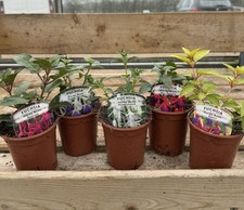 5x Mix Hardy Fuchsia 9cm Pots | Hardy Flowering Outdoor Perennial Plants