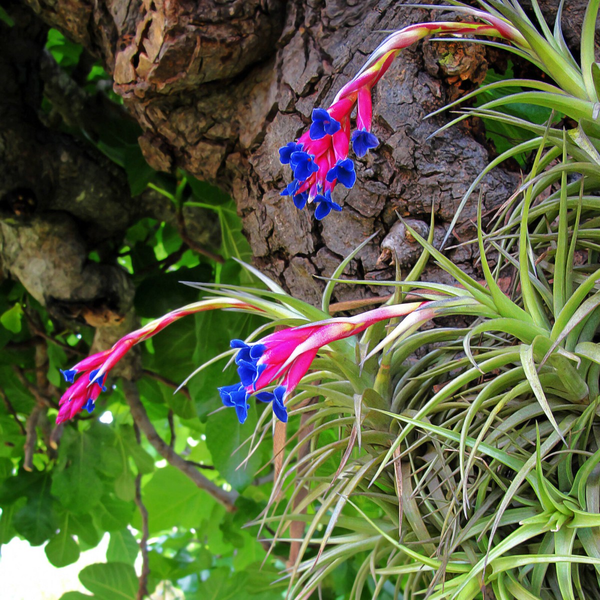 Many Beautiful Tillandsia Cultivars from Florida Largest Air plant