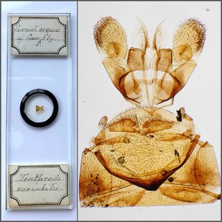 Fred Enock Antique Microscope Slide. Sexual Organs of a Sawfly