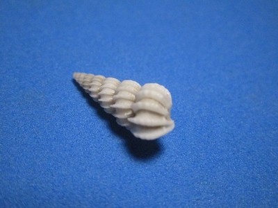 Epitonium (Cirsotrema) zelebori (Dunker, 1866) ''NICE RIBBING!'' (19.4mm)