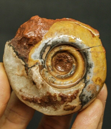 127G AMAZING WHOLE PERMIAN AMMONITE FOSSIL MOLLUSCA TIMOR - Picture 5 of 8