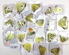 Pieridae Mix of butterflies pieridae 20pcs/11207/  Zmyiv reg,Kharkiv Ukraine