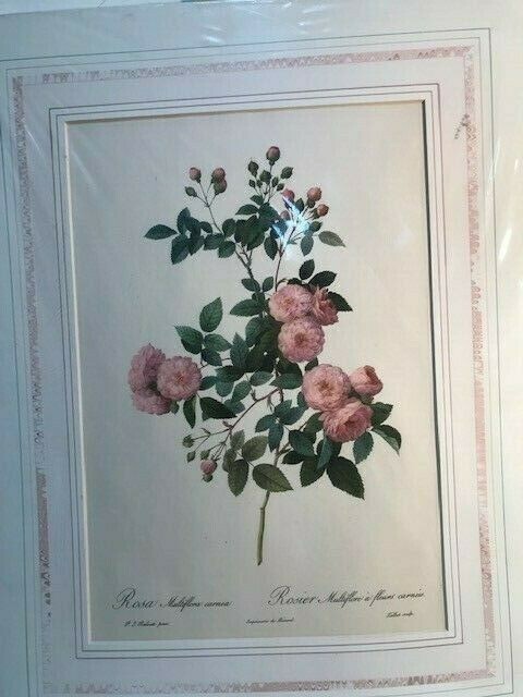 PIERRE-JOSEPH REDOUTE Rosa Multiflora Carnea Lithograph (FC32 TOP