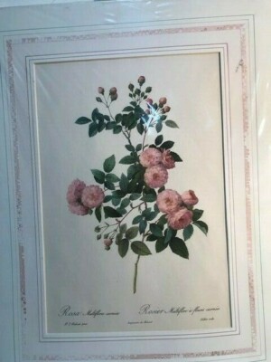 PIERRE-JOSEPH REDOUTE Rosa Multiflora Carnea Lithograph (FC32 TOP