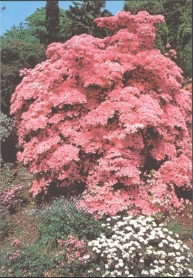 Vintage Azalee ''Hino Mayo'' Leonardslee Gardens Postkarte Beric Tempest England