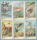 TCL055 Lavazza Trade cards - Molluscs