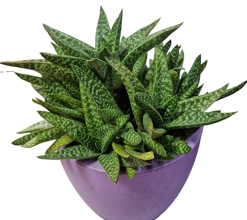 Succulent Plants 3x: Gasteria Excelsa, Aloe Candelabra, Zebra, potted - Picture 3 of 5