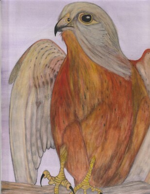 Rock Kestrel, an original watercolor painting by prison inmate artist 444