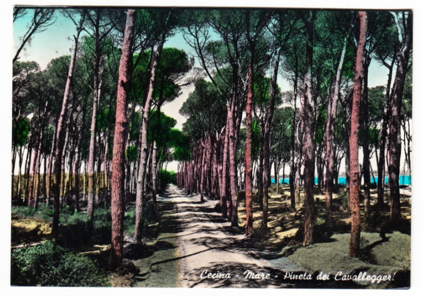 26-04101 - CECINA MARE LIVORNO - PINETA DEI CAVALLEGGERI VIAGGIATA 1960