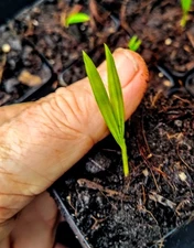 RED SEALING WAX PALM  (Cyrtostachys renda)