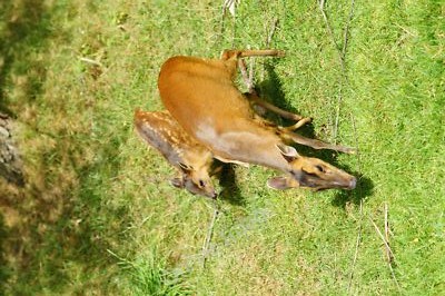 Photo 6x4 In Step Newchapel/TQ3642 The young muntjac deer (Muntiacus ree c2010