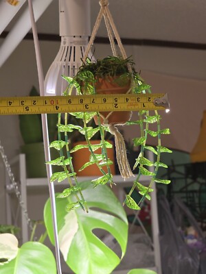 Handmade Mini Beaded Pothos Forever Plant To Hang in Car or House |  Glass--- | eBay