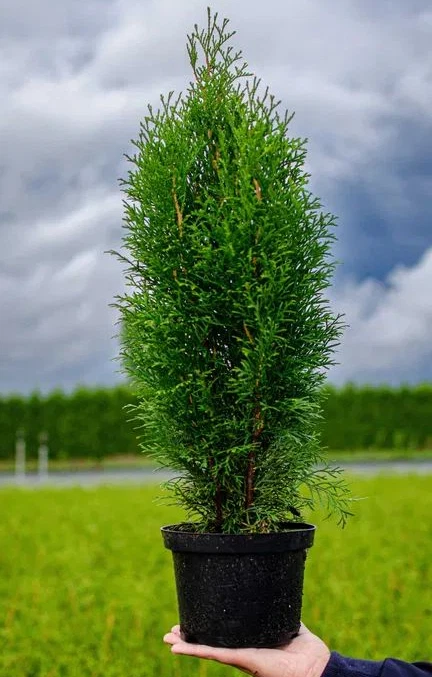 thuja occidentalis smaragd hornbach Lebensbaum - Thuja occidentalis Smaragd - Blatt grün - 6 Pflanzen main image 0