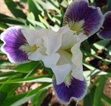 Zwerg-Schwertlilie (Iris) 'Making Eyes' Amoena Style
