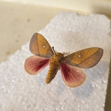 Syssphinx montana Set Specimen Butterfly Insect RARELY OFFERED