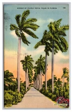 Avenue Of Palms Florida FL UNP Linen  Postcard R33
