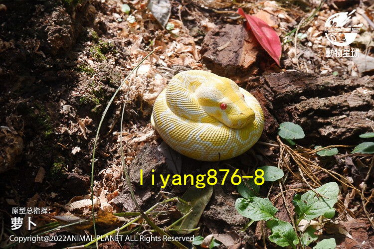 Animal Planet 09 Snake 2.0 Blind Box Model Ball Python Emerald