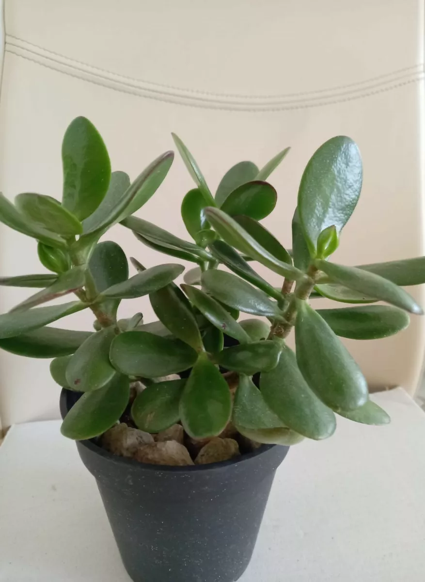 Lucky money plant deals