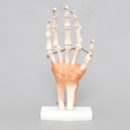 Human body skeletal model hand joint model teaching bone specimen model ...