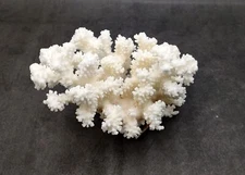 Brownstem White Cauliflower Coral Cluster (1 coral approx. 7L x 5.5H x 4.5D in.)