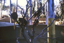 1970s Kodachrome 35mm Slide Monkeys Tree Branches Zoo Wildlife