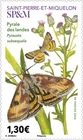 Pierre Miquelon 2026 butterfly Landrace moth Pyrale des landes 1v mnh