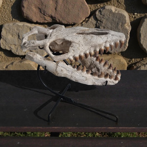 Remarkable Baby Mosasaur Skull from the Ouled Abdoun Basin 25cm