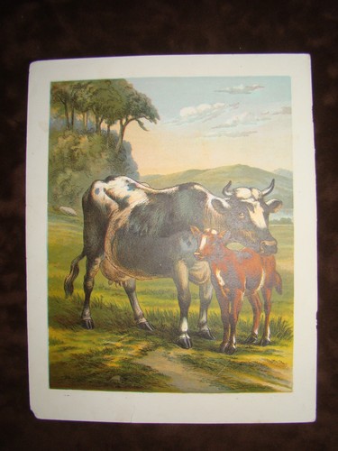 Original Antique Color Litho Book Plate Print Guernsey Milk Cow & Calf - Pasture - Picture 2 of 6