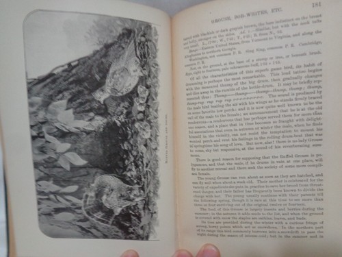 1900 Birds of Eastern North American Ornithology Chapman Illustrated Plates - Picture 15 of 19
